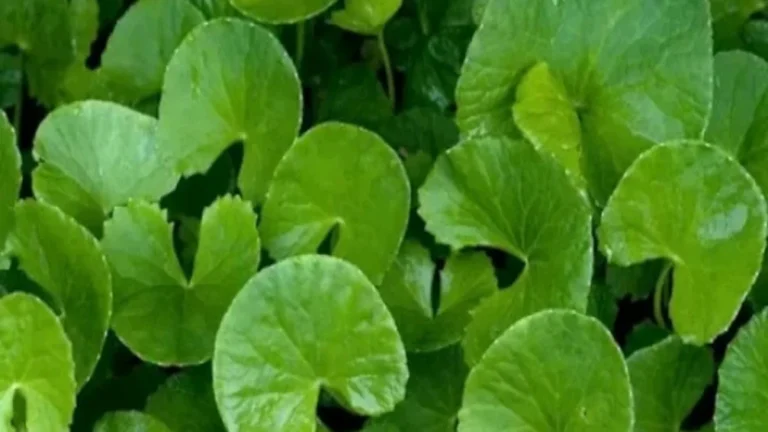 DAUN PEGAGAN: Tanaman Herbal dengan Beragam Pemanfaatan 🌿